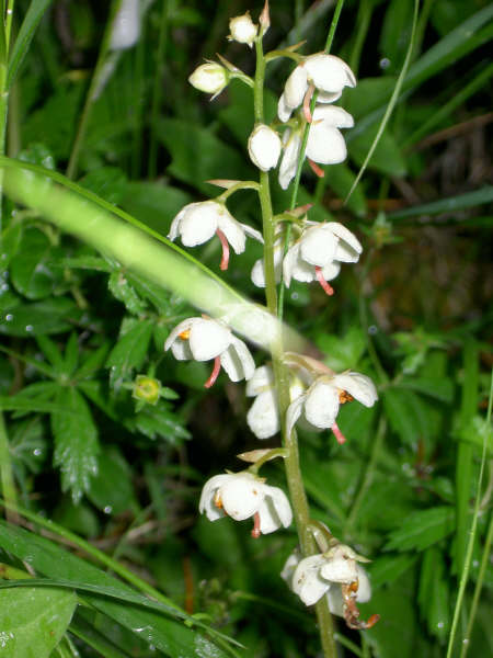 Pyrola  rotundifolia / Piroletta a foglie rotonde